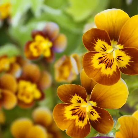 Leitrim Quay - Riverside 9 Ferienhaus County Leitrim